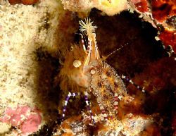 saron shrimp, location:east borneo(derawan island indones... by Ali Handisanjaya 